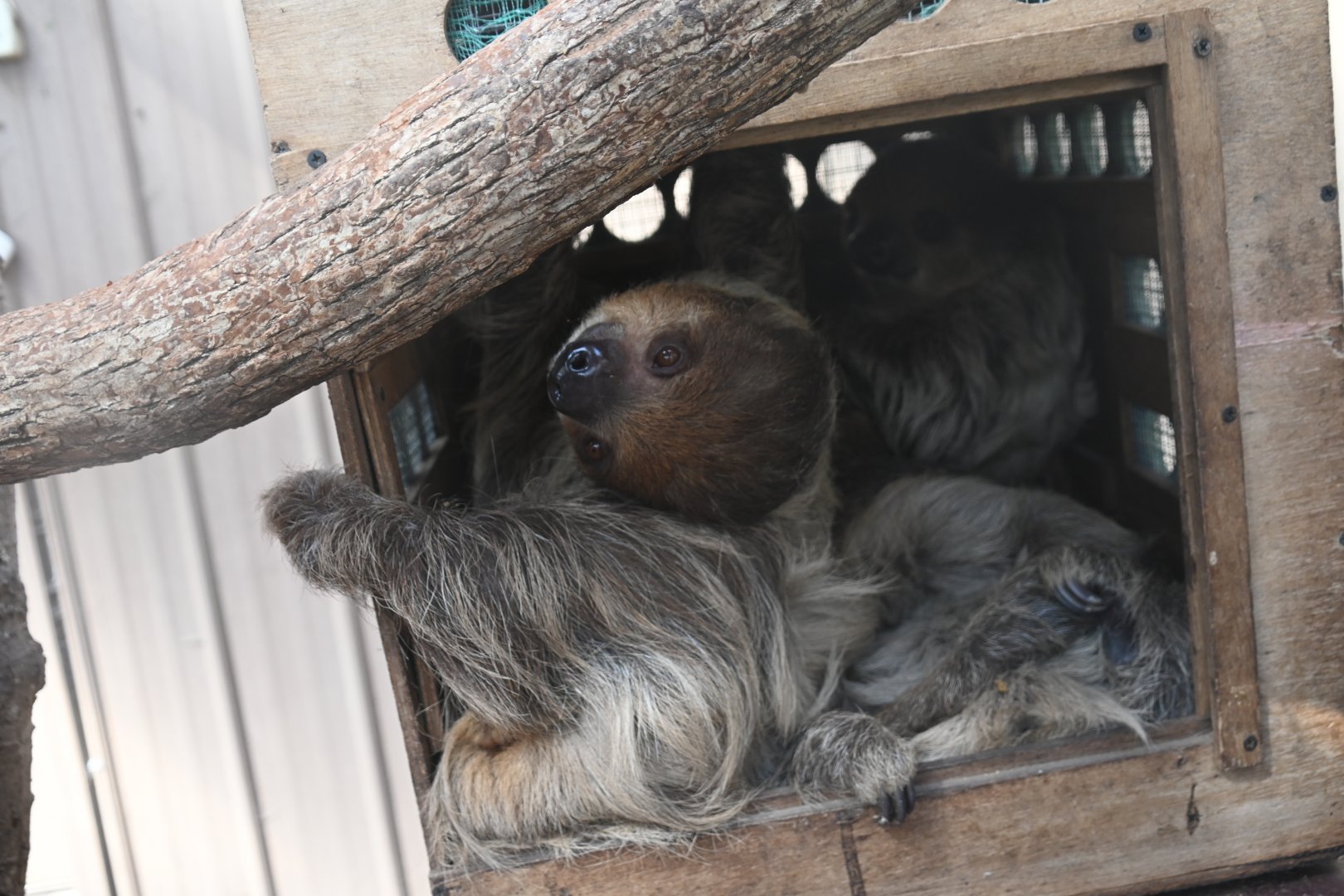 Linnaeus's two-toed sloth (Choloepus didactylus)
