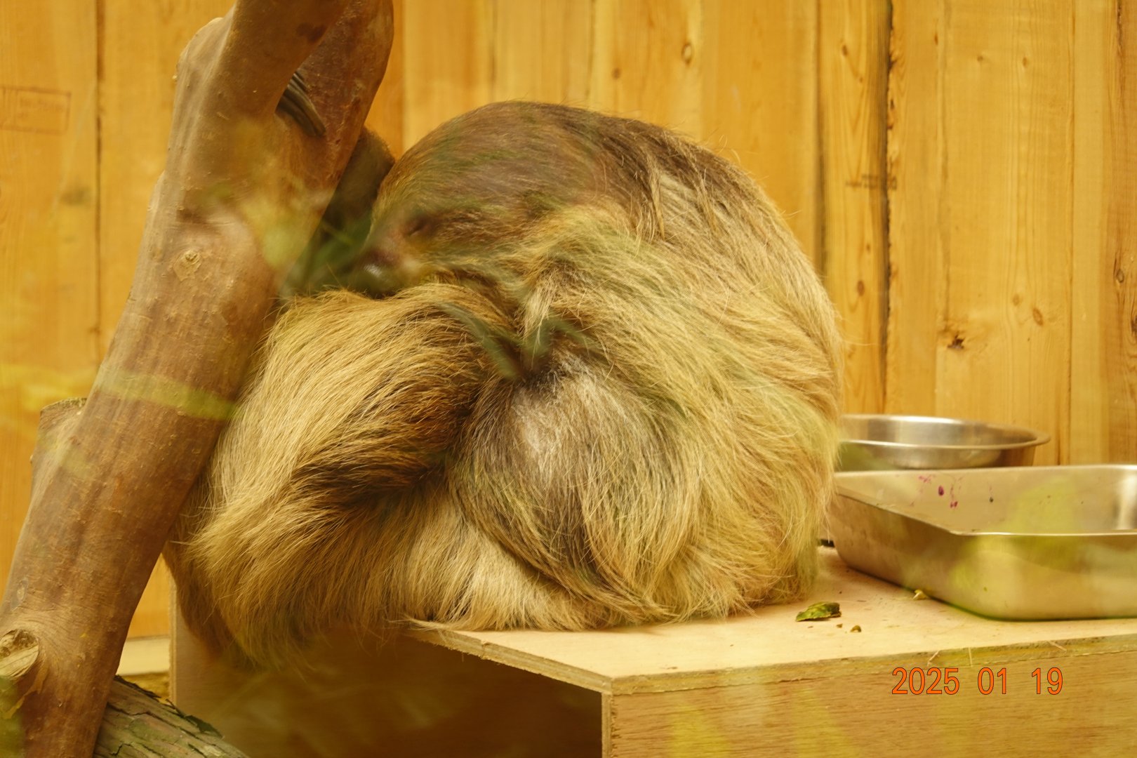 Linnaeus's Two-toed Sloth (Choloepus didactylus)