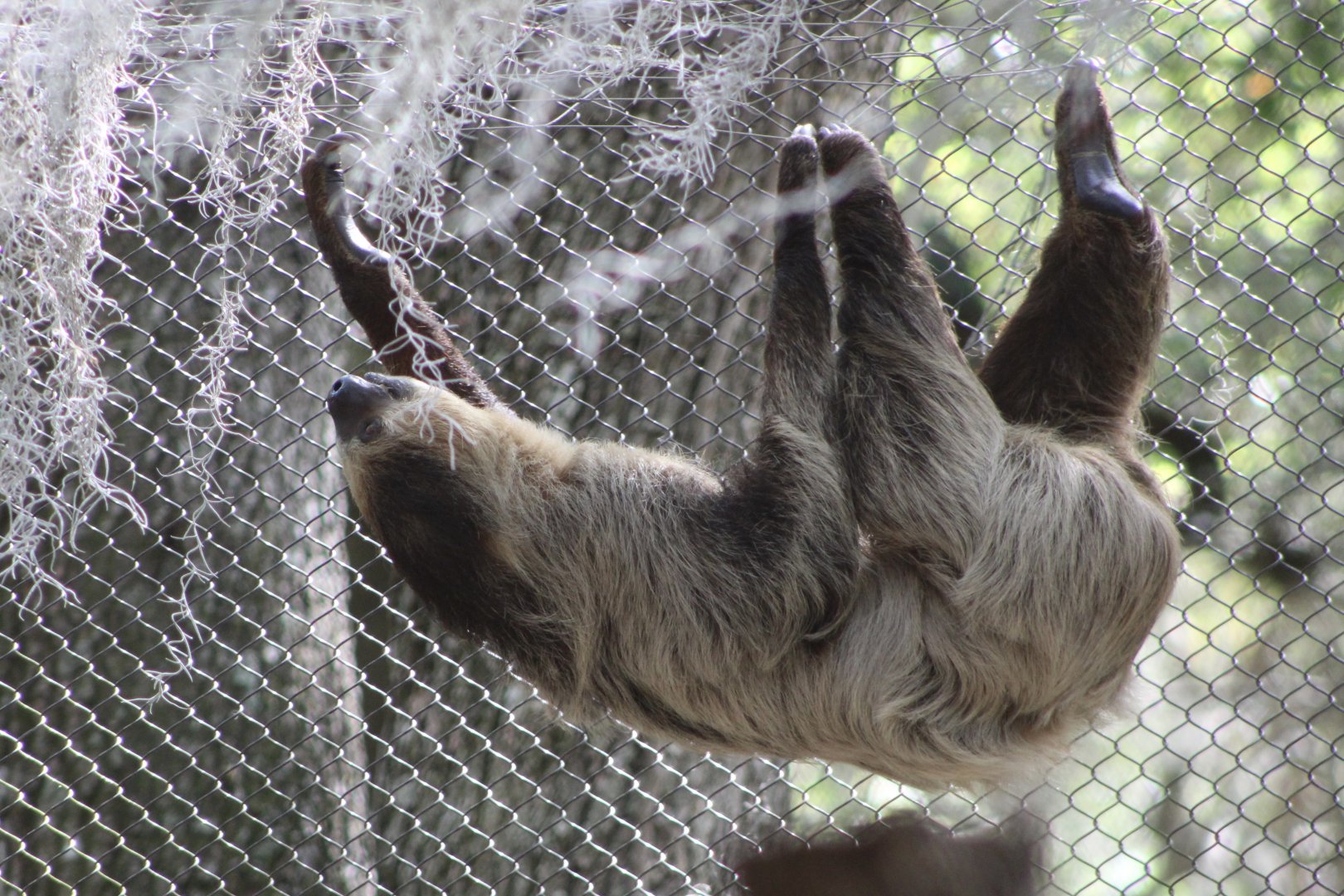 Linnaeus’s Two-Toed Sloth (Choloepus didactylus)