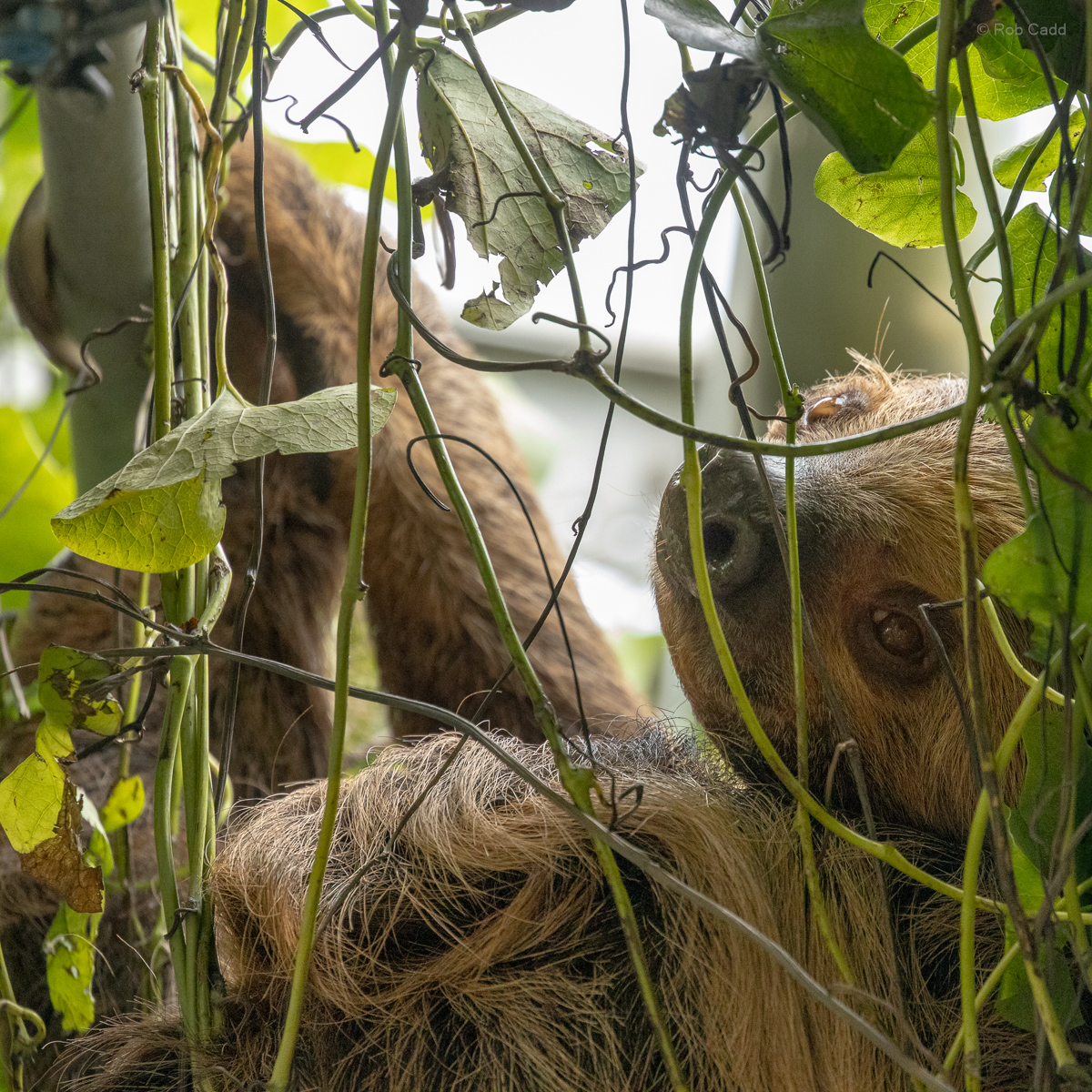 Linnaeus's two-toed sloth : Cotswold WP : 14 Mar 2025