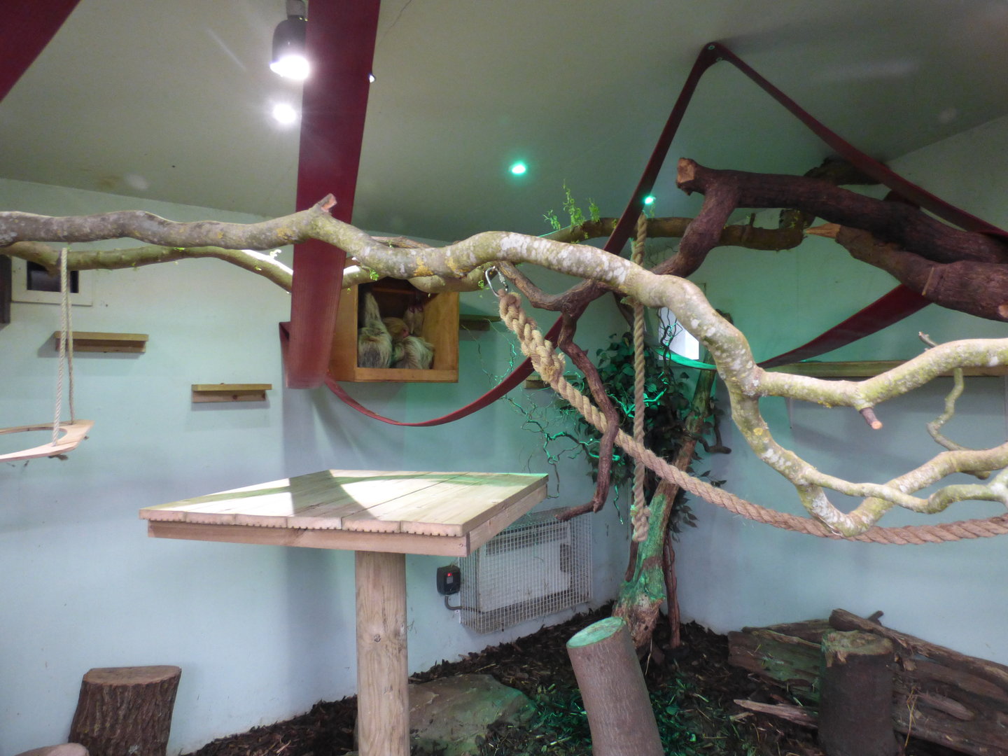Linnaeus's two-toed sloth enclosure (2017)