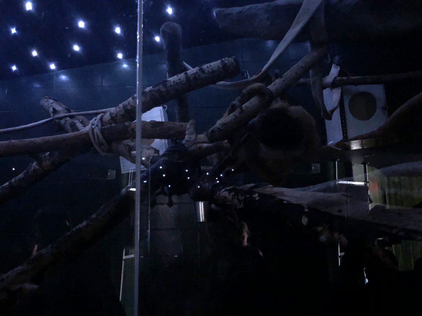 Linnaeus's Two-Toed Sloth Enclosure at Edmonton Valley Zoo (July 2022)