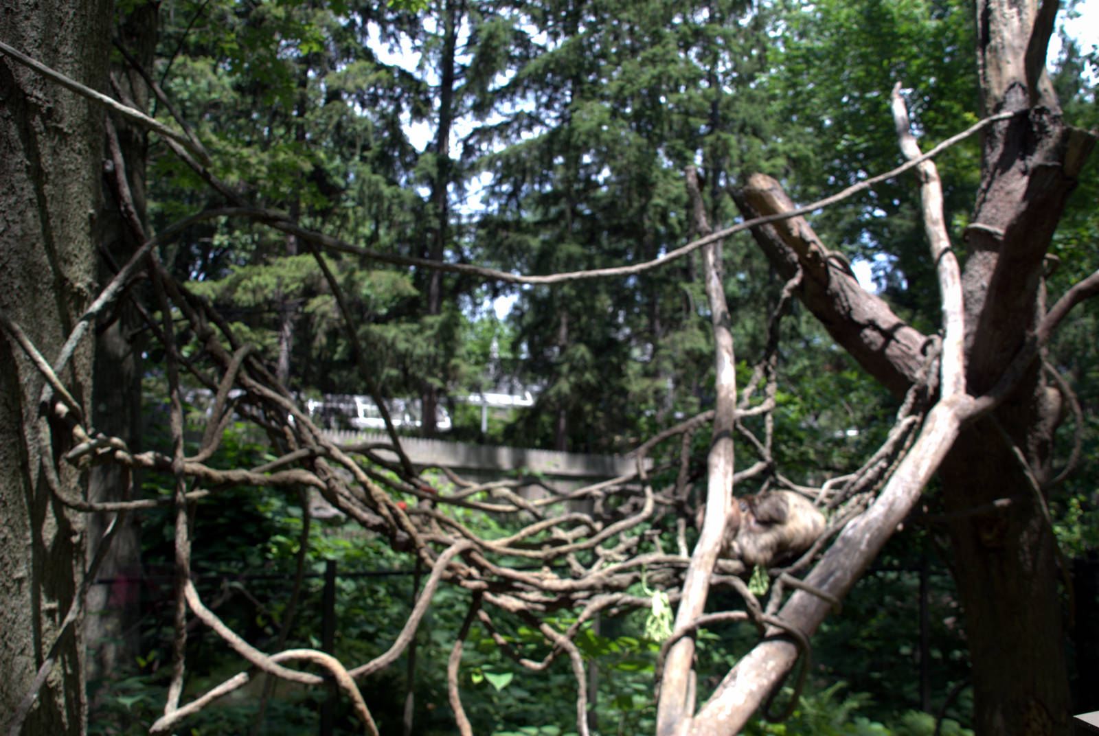 Linnaeus's two-toed sloth Enclosure