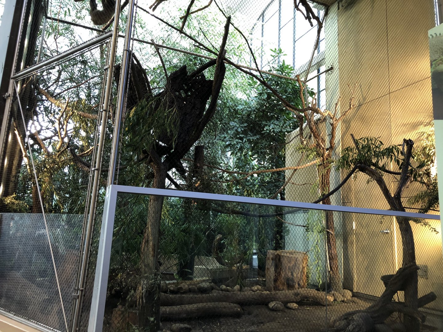 Linnaeus's two-toed sloth exhibit