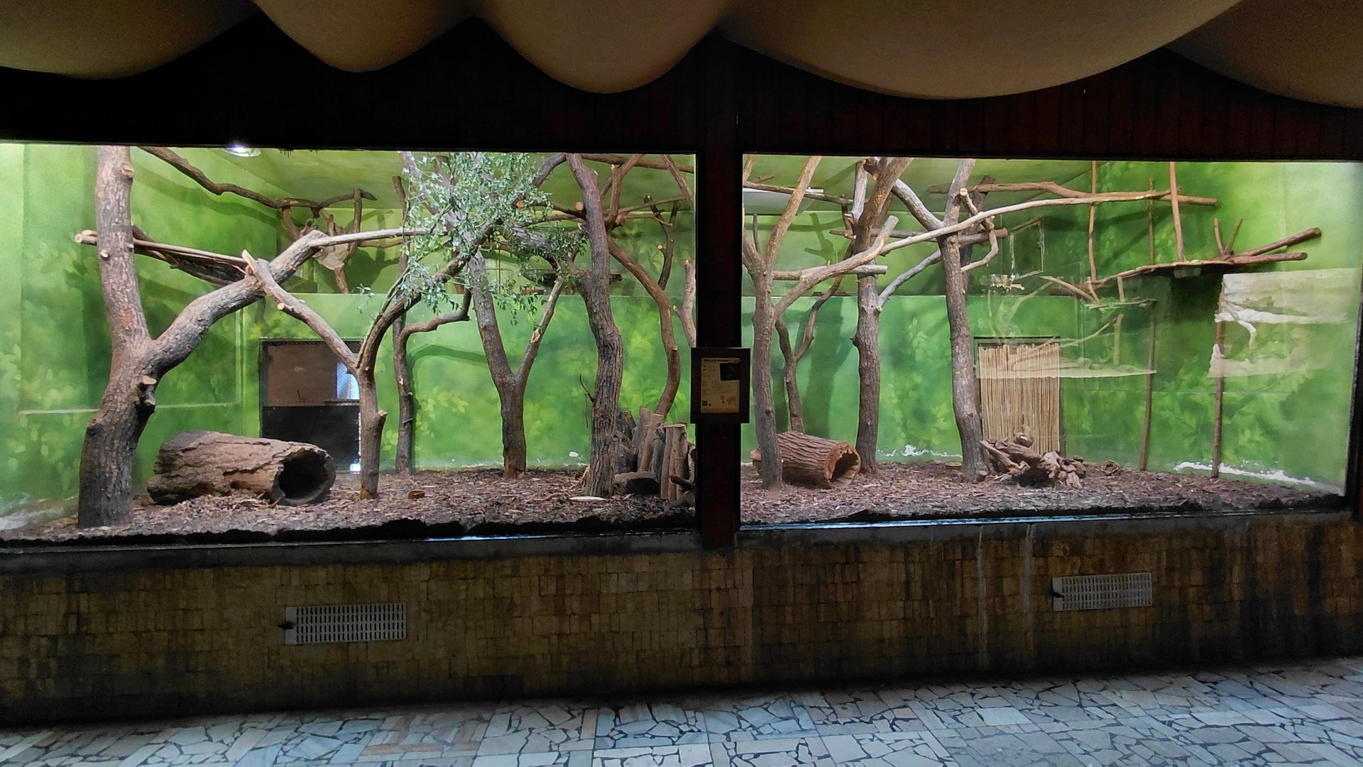 Linnaeus's two-toed sloth indoor exhibit