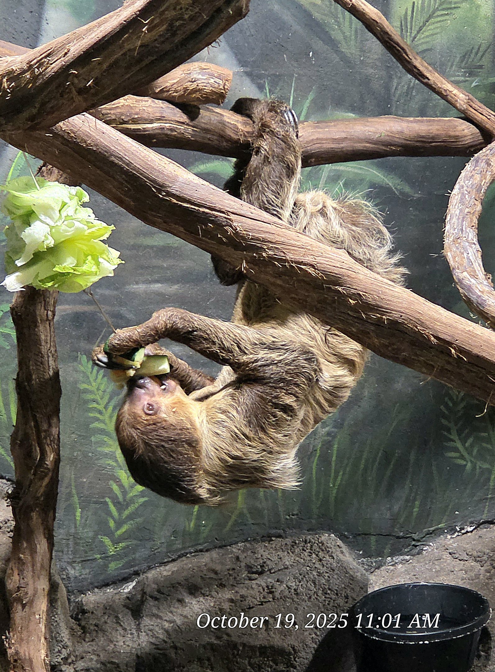 Linnaeus's Two-toed Sloth - Rainforest Adventures
