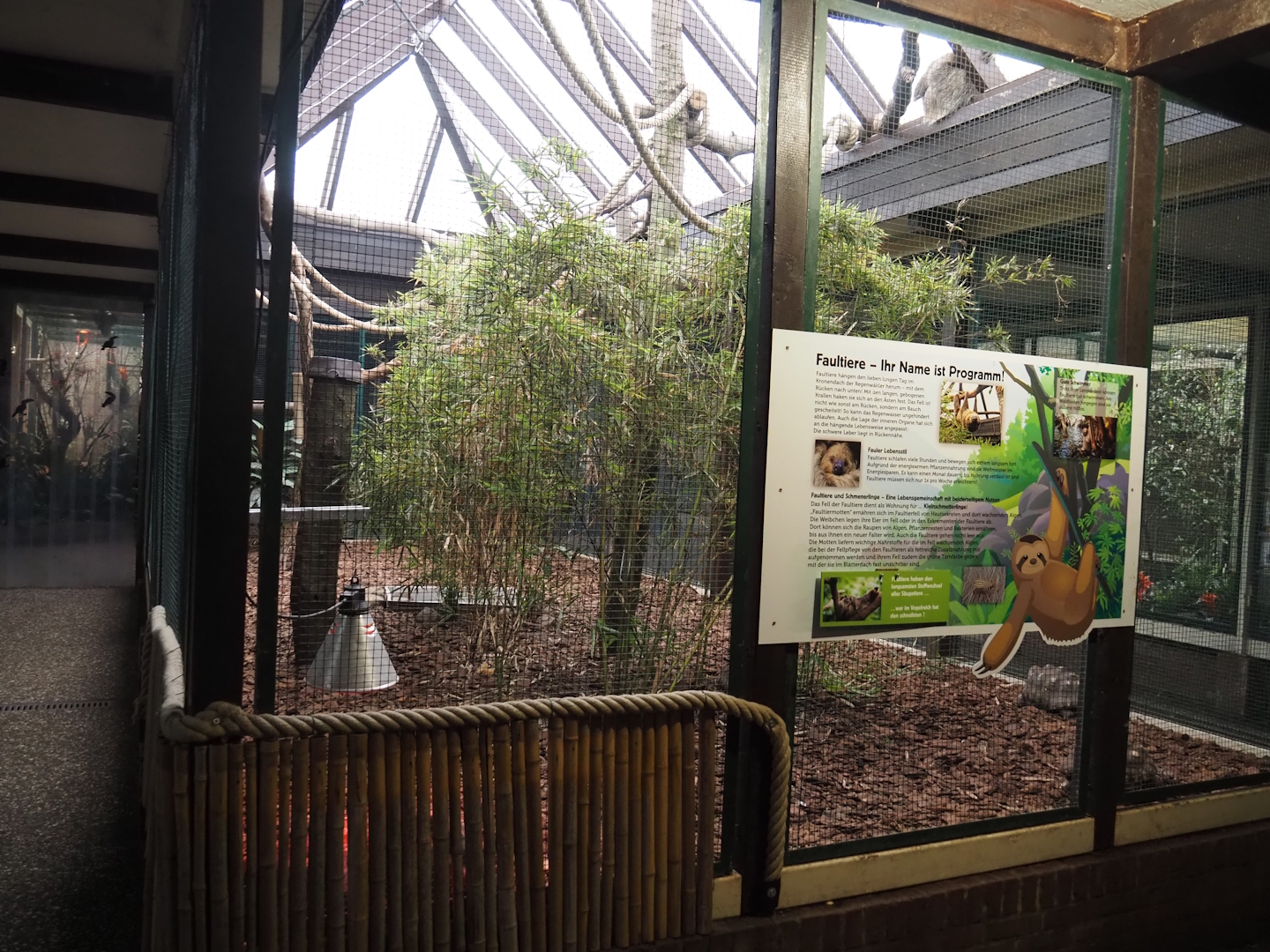 Linnaeus's two-toed sloth, Red-footed tortoise and Chestnut-eared aracari exhibit, 2024-05-22