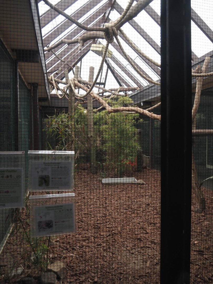 Linnaeus's two-toed sloth, Red-footed tortoise and Chestnut-eared aracari exhibit, 2024-05-22