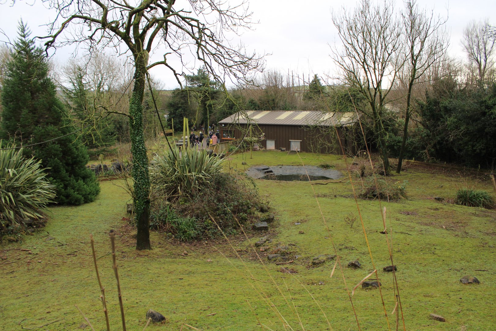 Linnaeus's Two-Toed Sloth & Sulcata Tortoise Enclosure