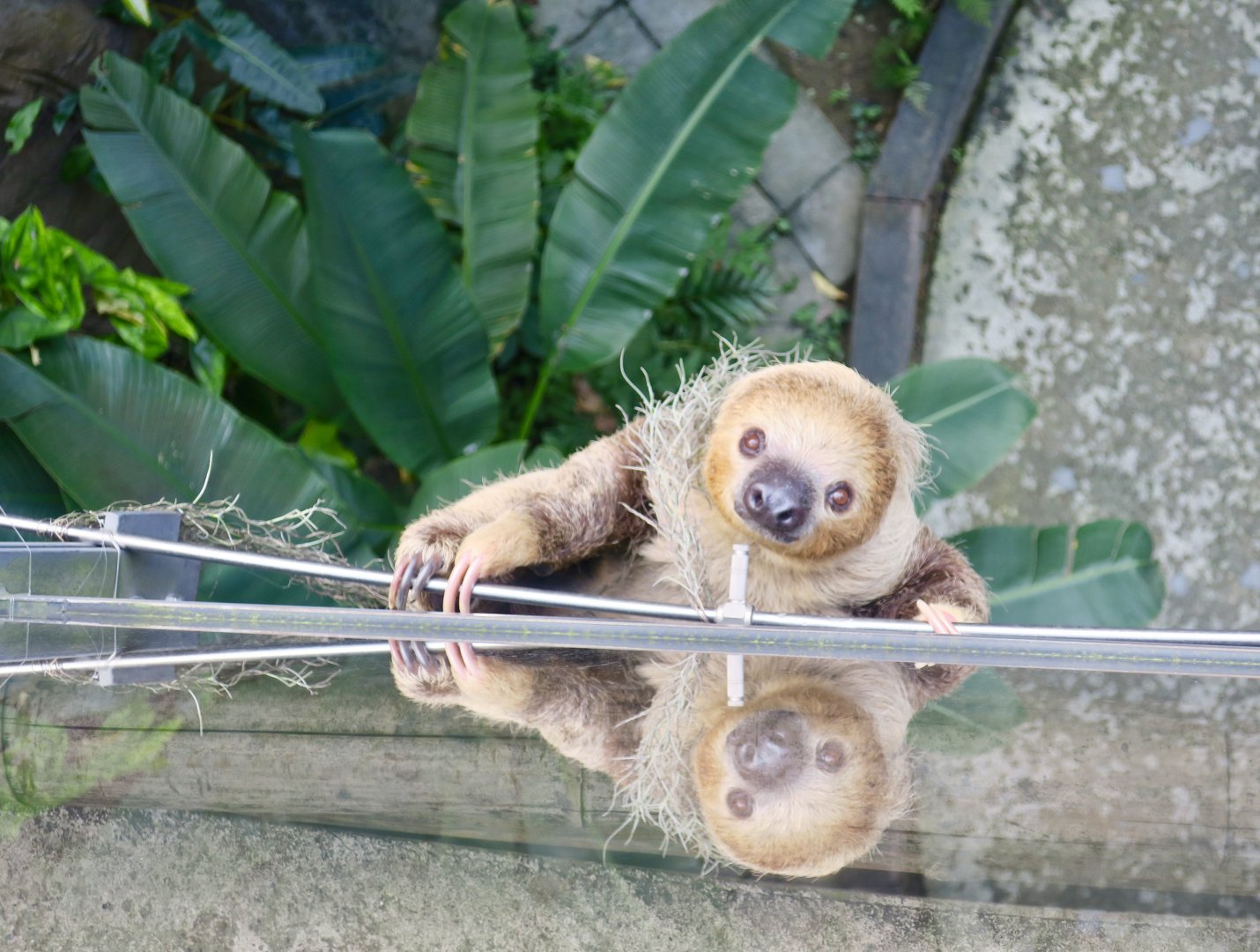 Linnaeus's Two-Toed Sloth under a bridge (Choloepus didactylus)
