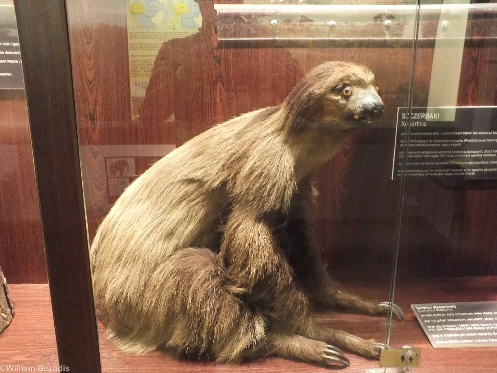 Linnaeus's two-toed sloth - Warsaw Museum of Evolution