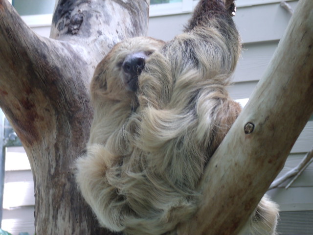 Linnaeus's Two-Toed Sloth