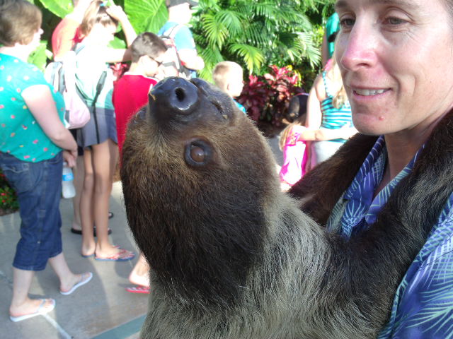 Linnaeus's Two-Toed Sloth