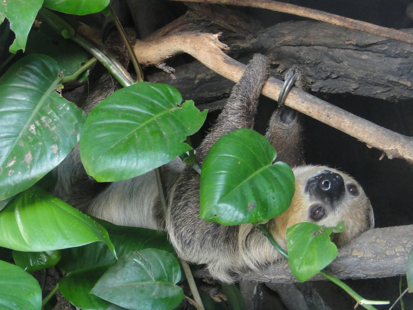 Linnaeus's two-toed sloth