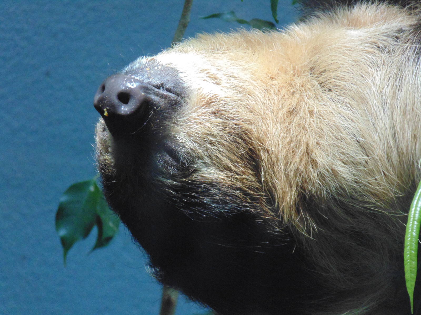 Linnaeus's two-toed sloth