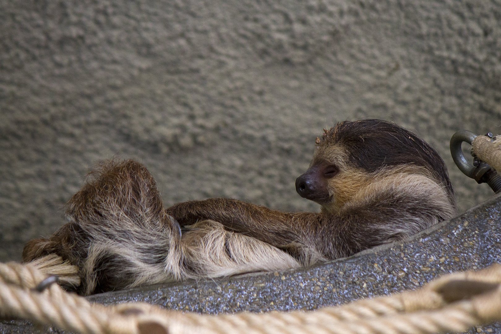 Linnaeus's Two-toed Sloth