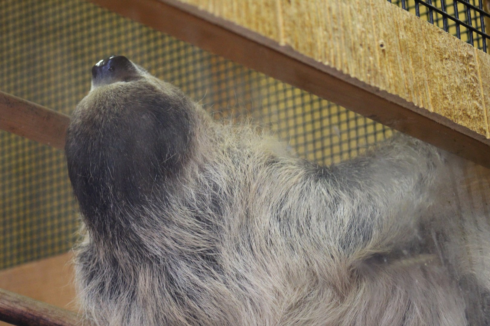 Linnaeus's Two-Toed Sloth