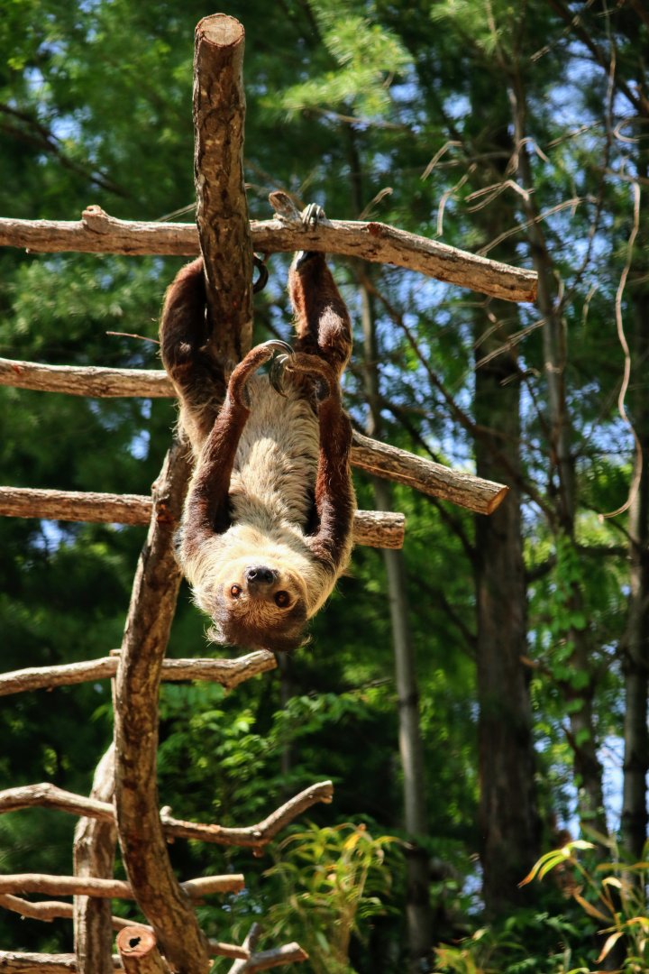 Linnaeus's Two-toed Sloth