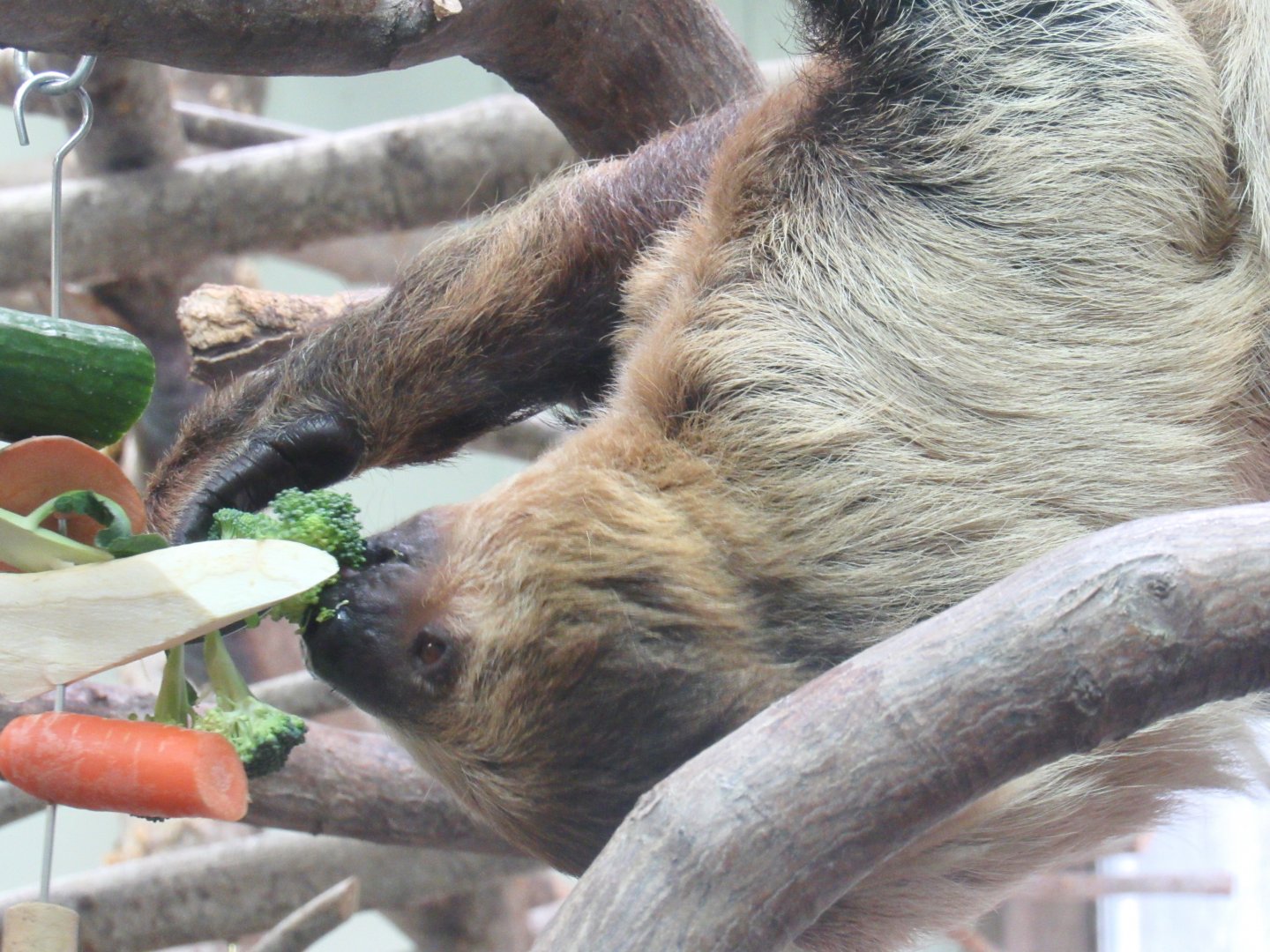 Linnaeus’s Two-Toed Sloth