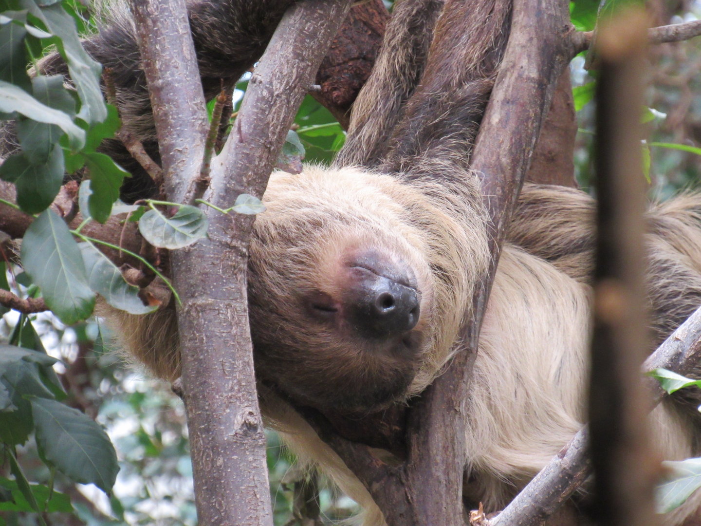 Linnaeus’s Two-Toed Sloth
