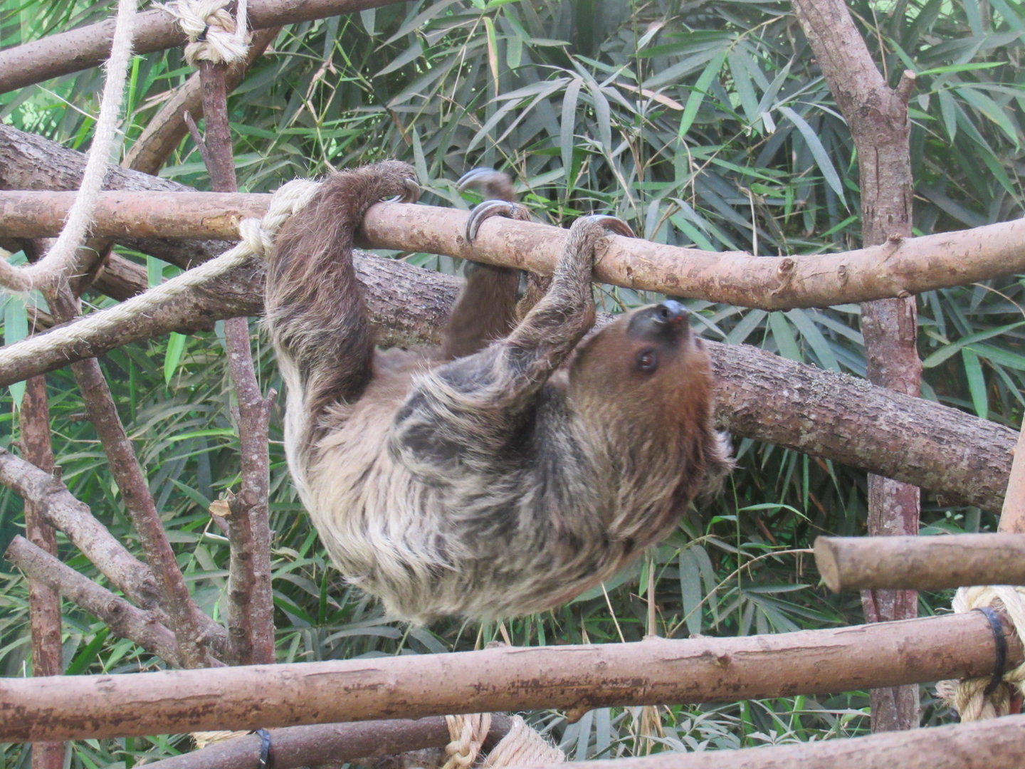 Linnaeus's Two-Toed Sloth