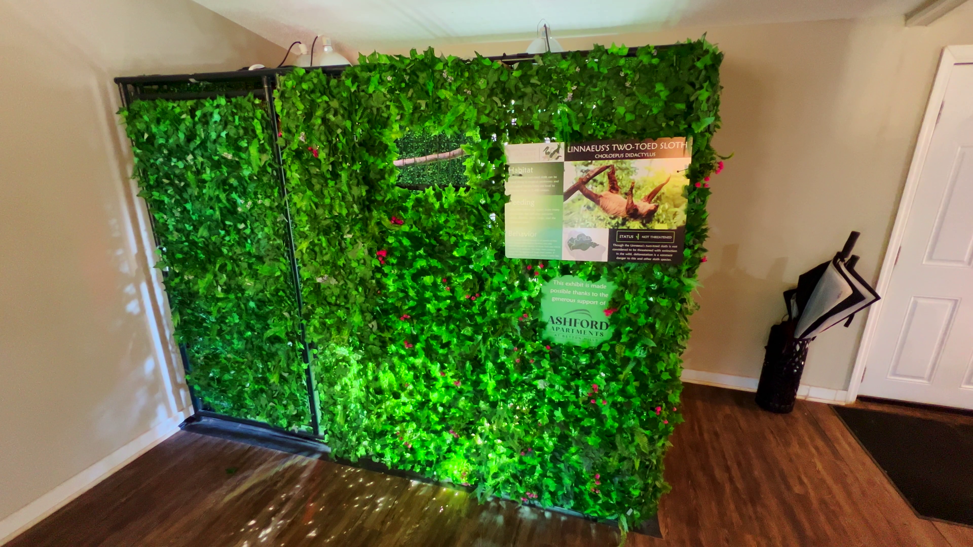 Linnaeus's Two Toed Sloth