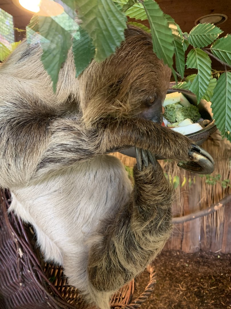 Linnaeus's two-toed sloth
