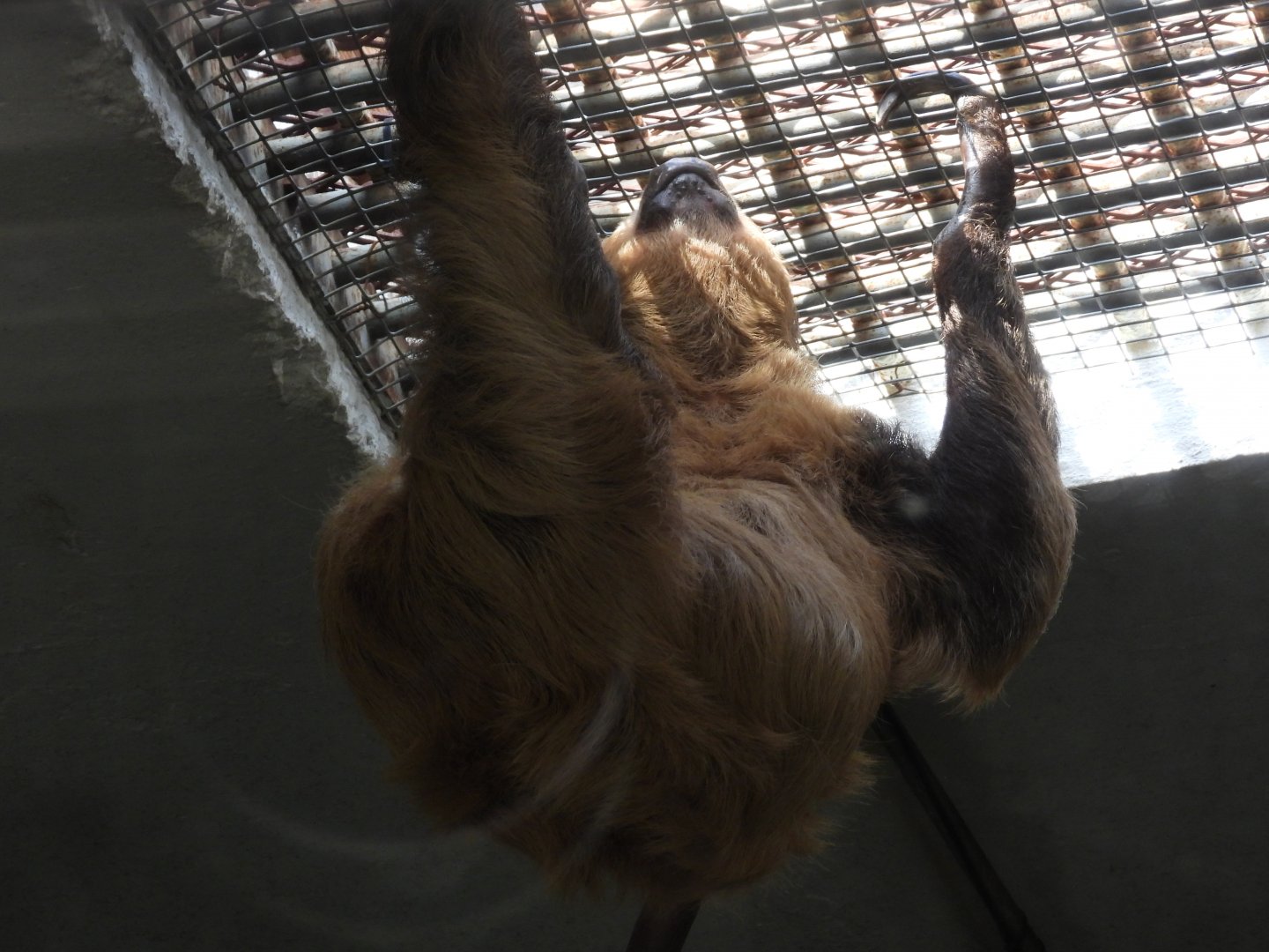 Linnaeus's two-toed sloth