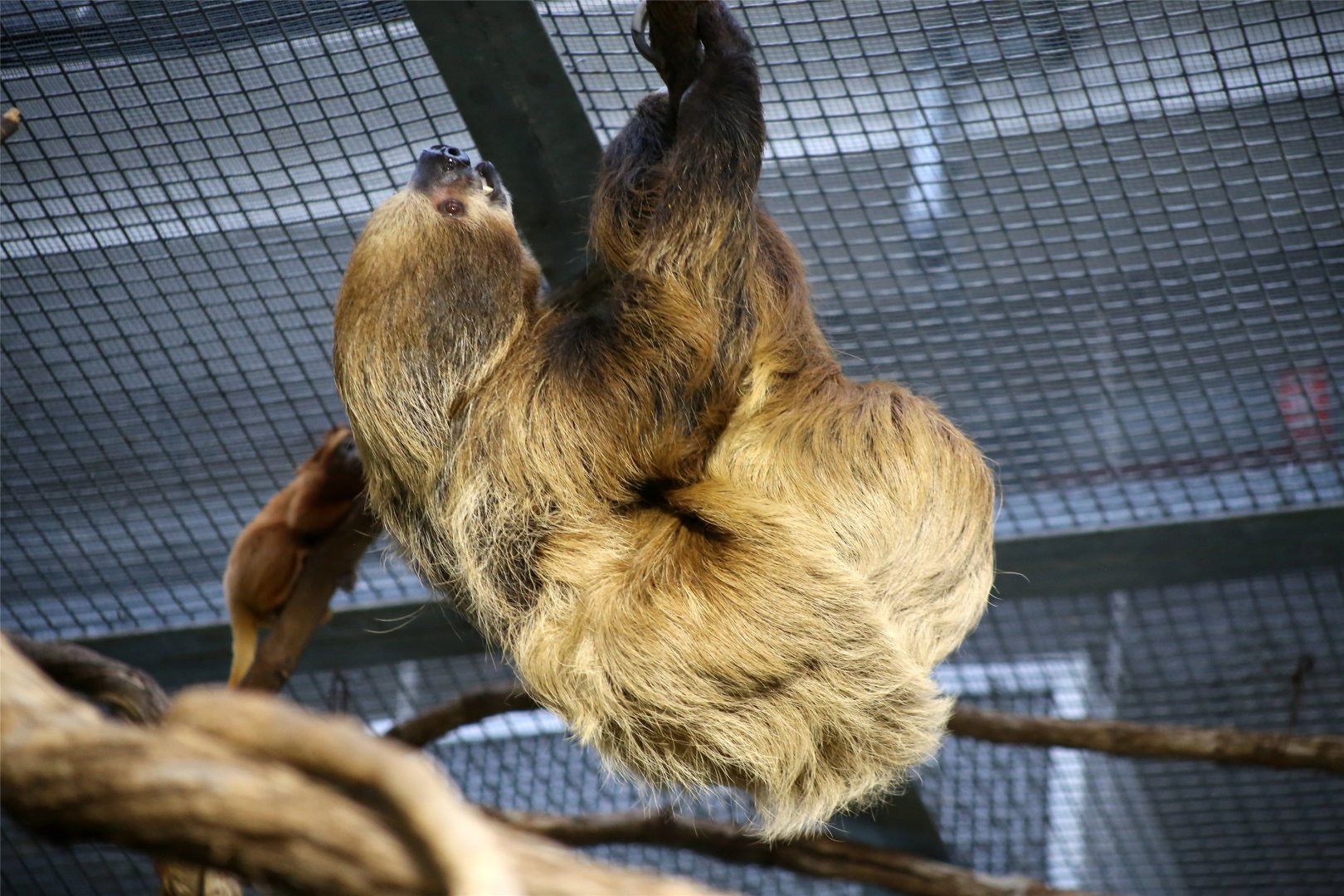 Linnaeus's Two-toed Sloth