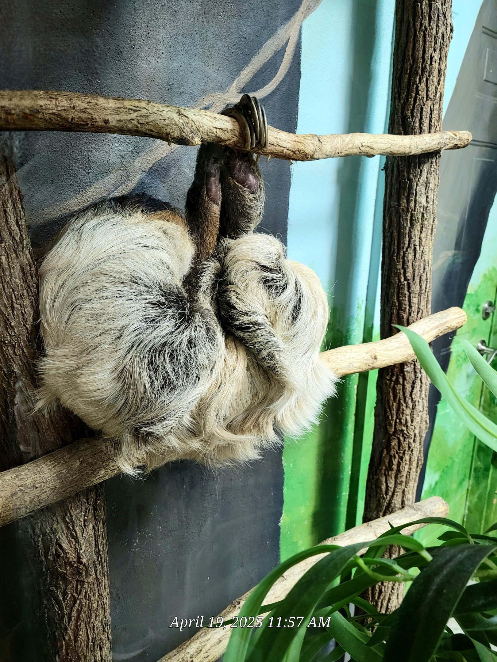 Linnaeus's Two-Toed Sloth