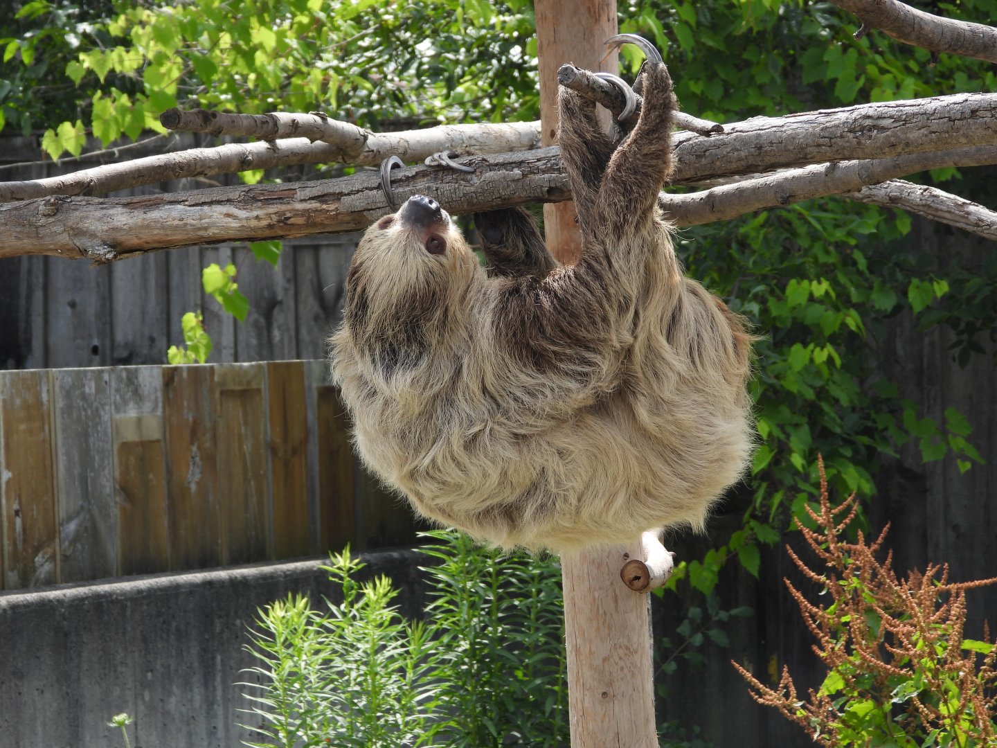 Linnaeus's two-toed sloth