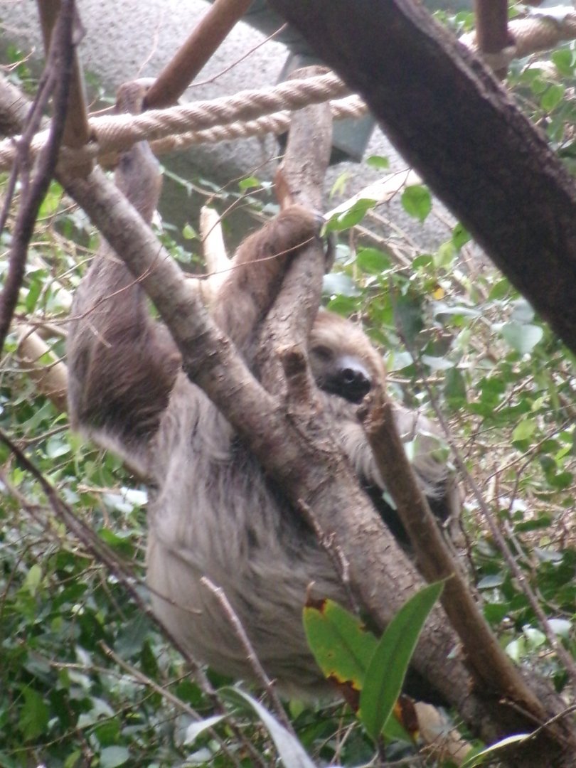 Linnaeus's two-toed sloth