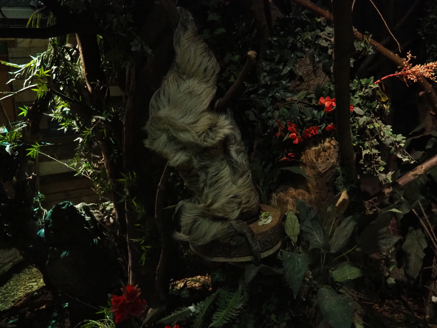 Linnaeus's two-toed sloths (Choloepus didactylus)