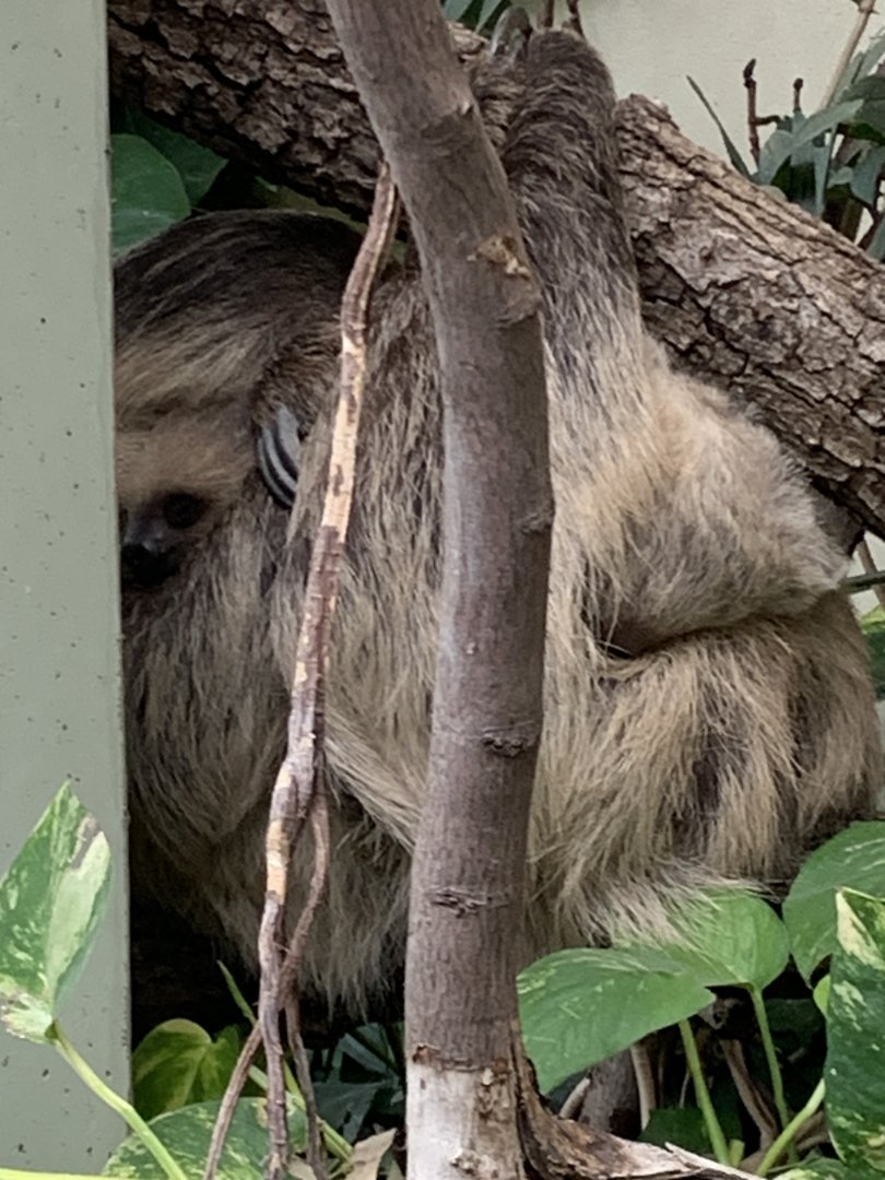 Linnaeus's two-toed sloths