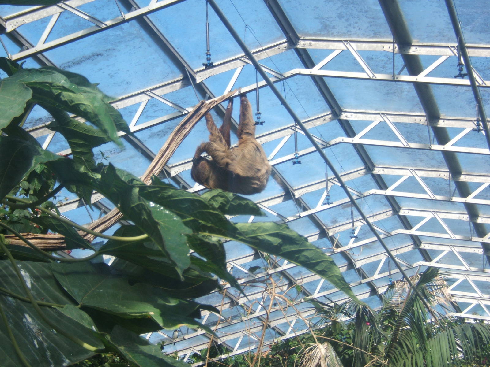 Linne`s Two-toed Sloth