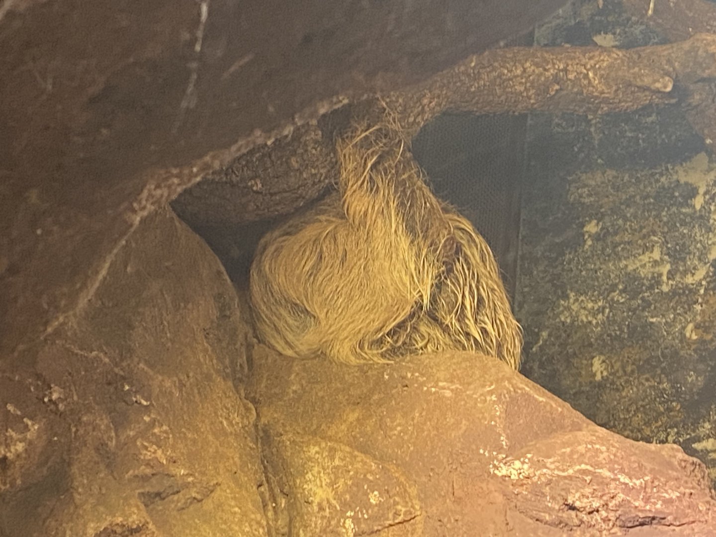 Linne’ two-toed sloth