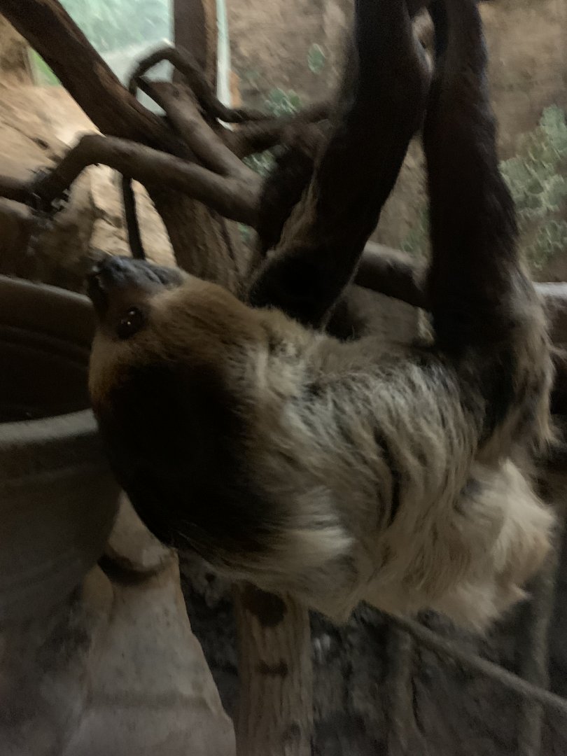 Linnea Two Toed Sloth