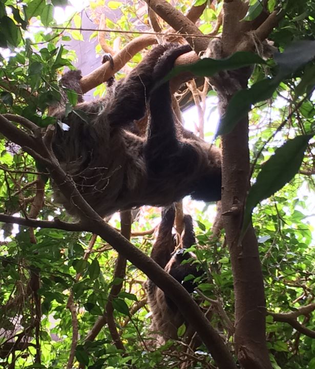 Linneaus Two-Toed Sloth (Choloepus didactylus) 12-8-2018