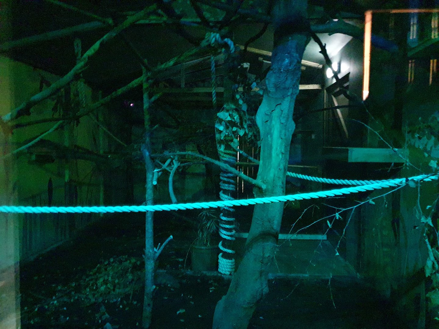 Linneau's two toed sloth enclosure 25/11/23