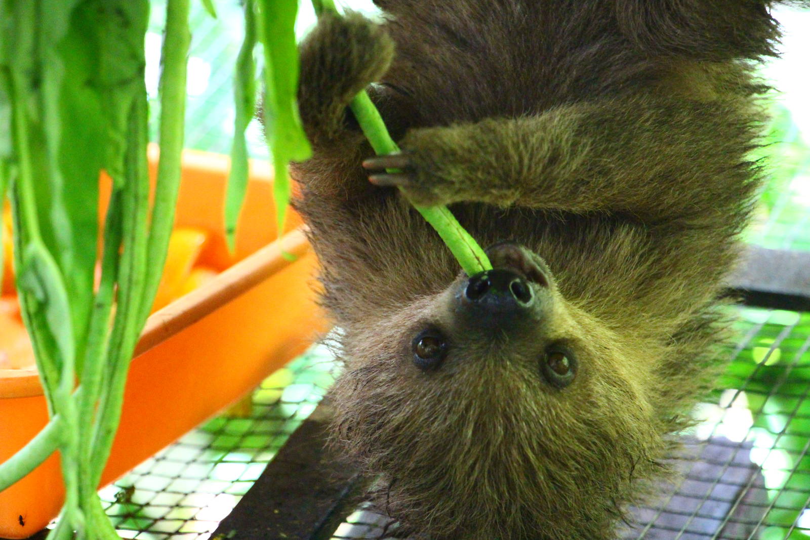 Linneaus Two-toed Sloth