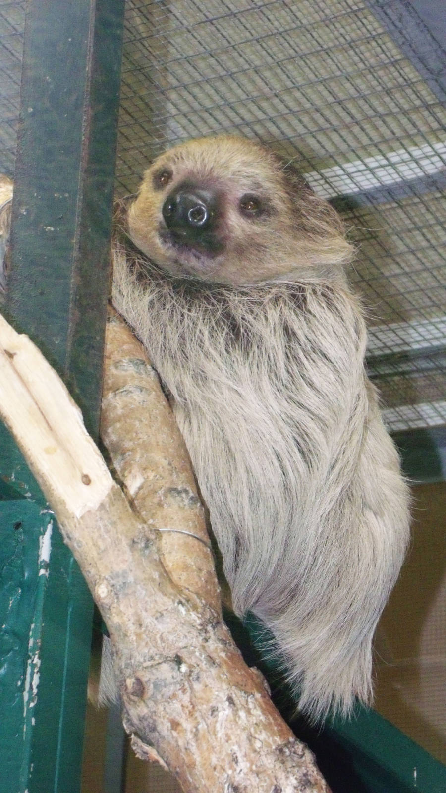 Linneaus's Two-toed Sloth