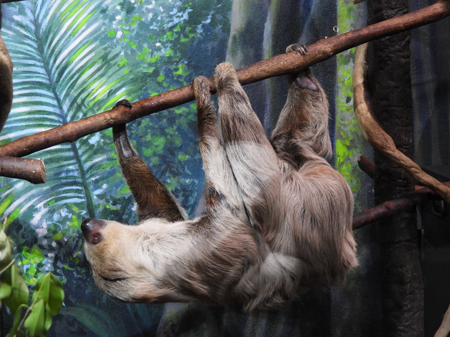 Linneaus's two-toed sloth