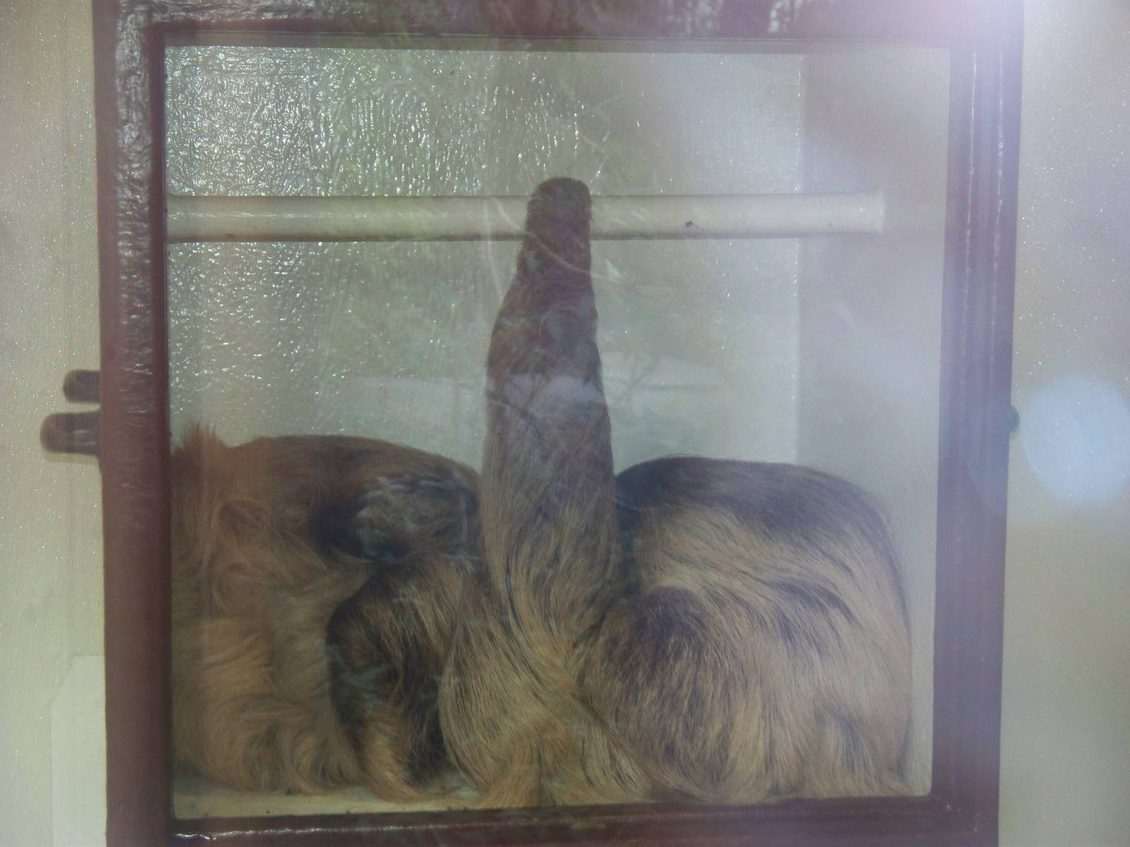 linne's 2 toed sloths in box 29th Nov 13