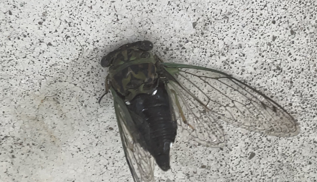 Linne's cicada
