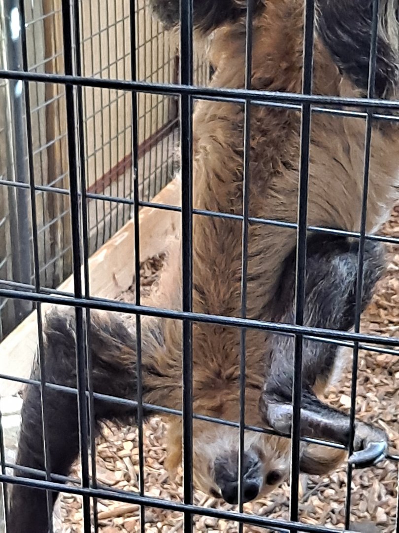 Linne's Two-Toed Sloth (1/25/25)