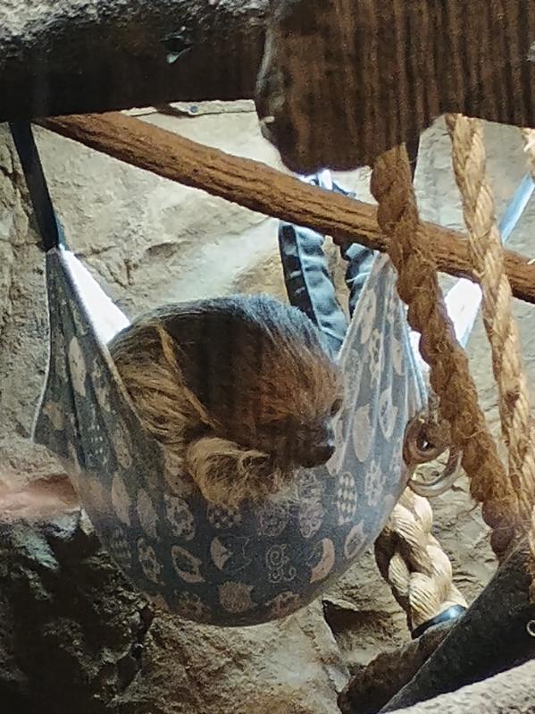 Linne's Two-Toed Sloth (11/14/24)