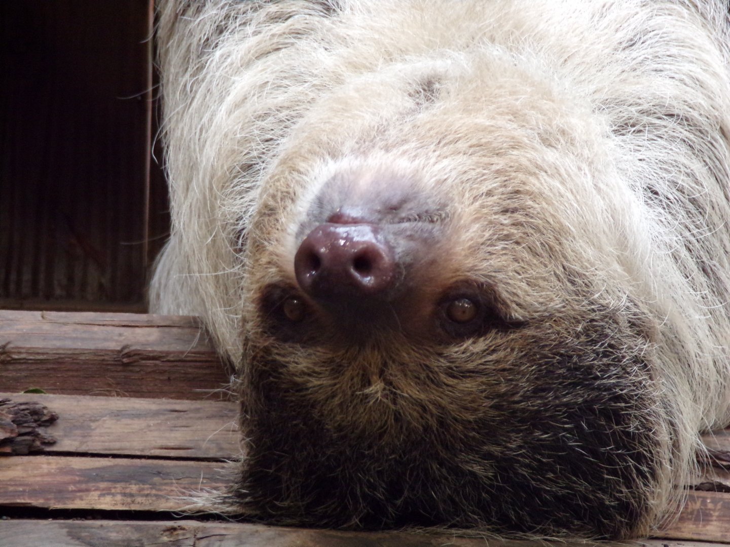 Linne’s two toed sloth 14.8.23