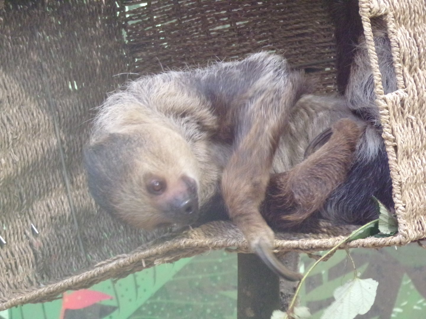 Linne’s Two-toed sloth 16.2.24