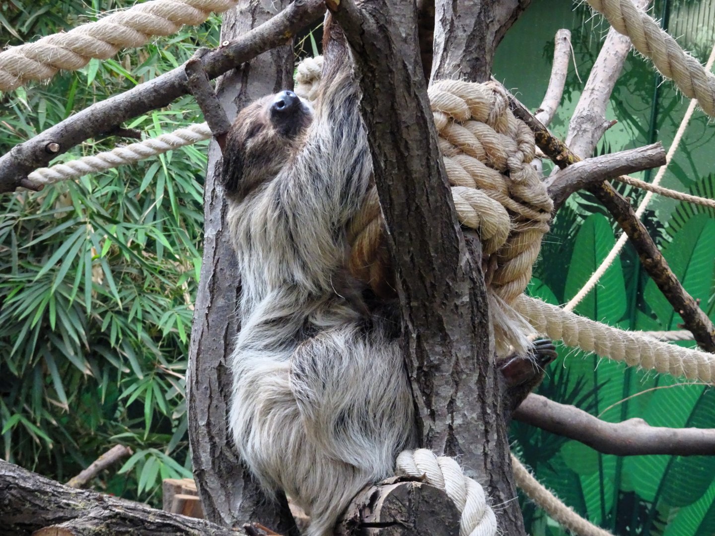 Linne’s two-toed sloth      21 May 2025