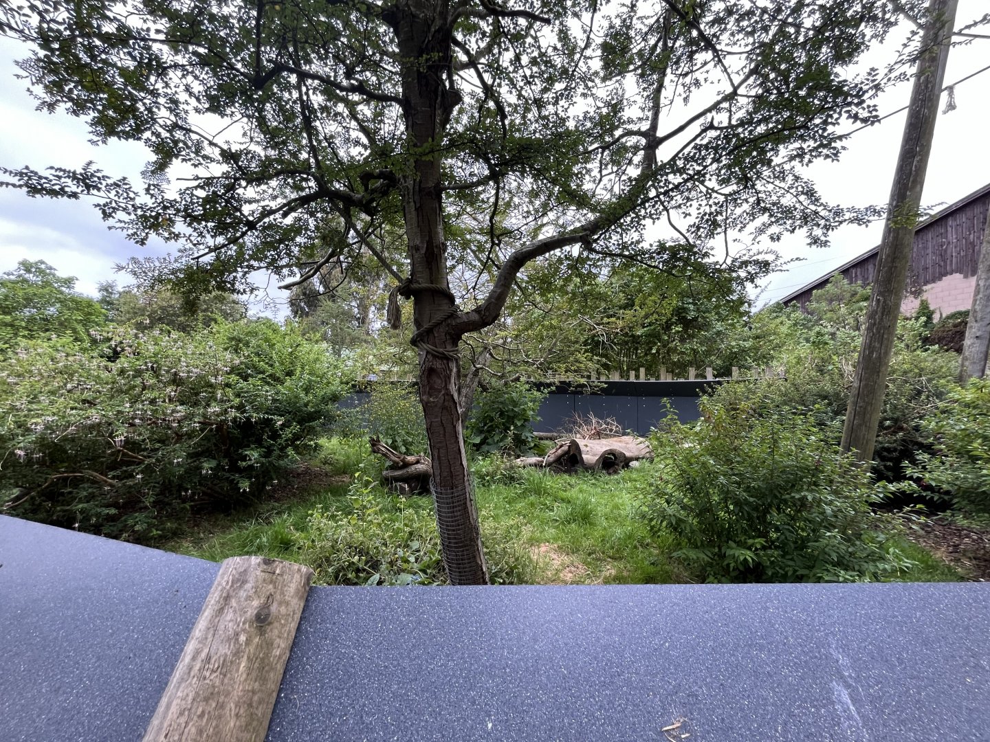 Linne’s two-toed sloth and Azara’s agouti enclosure 29.6.24